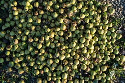 Pile of bio pears on the ground, vegan, frutarian