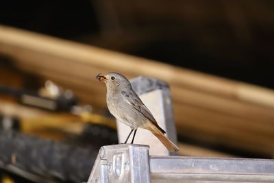 Close-up of bird perching on railing