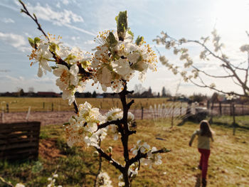 Close-up of cherry blossoms on field