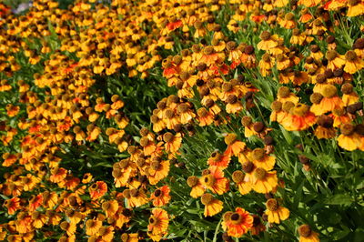 Close-up of yellow flowering plants on field