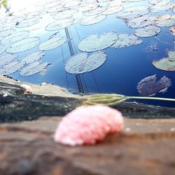 Close-up of jellyfish in water