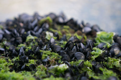 Close-up of plants growing outdoors