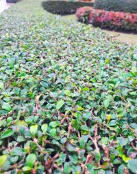 Close-up of plants