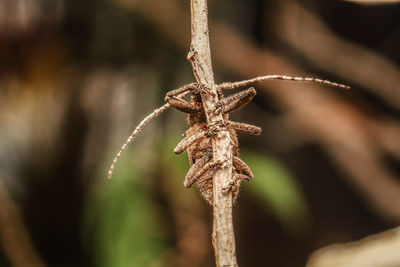 Close-up of dried plant