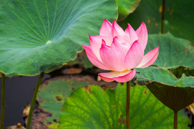 Close-up of pink water lily in lake