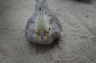 High angle view of cockatiel at beach