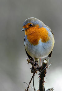 Close-up of robin perching on twig