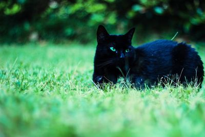 Cat looking away on grassy field