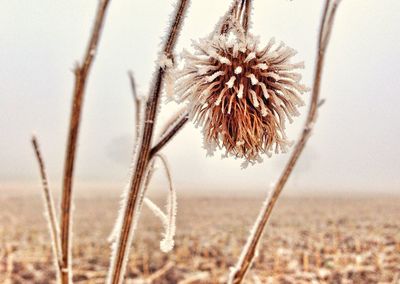 Close-up of wilted plant on field against sky