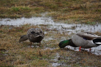 Duck on lake