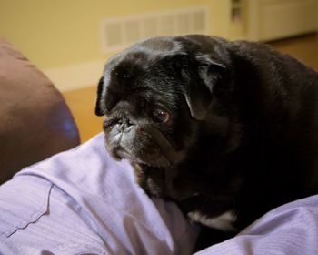 Close-up of a dog