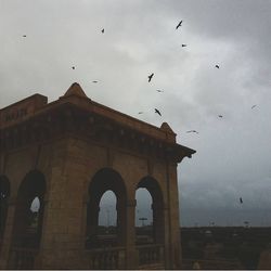 Low angle view of birds flying against sky