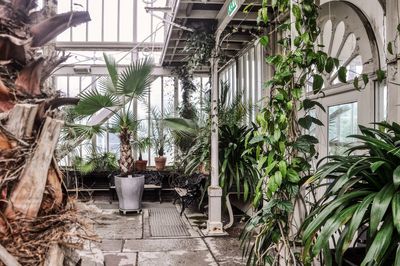 Potted plants against building