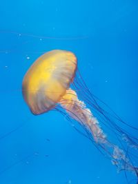 Close-up of jellyfish in sea