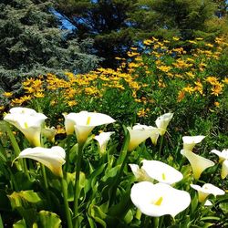 Close-up of white flowers blooming outdoors