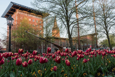 View of red flowering plants against building