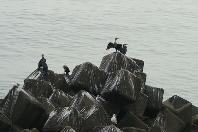 High angle view of bird perching on a sea