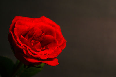 Close-up of red rose against black background