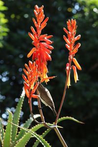 Close-up of red flowering plant