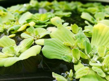 Close-up of green leaves