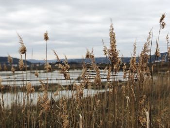 Plants growing on land against sky