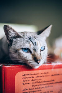 Close-up portrait of a cat