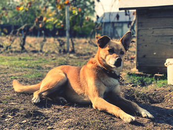 Dog relaxing on field