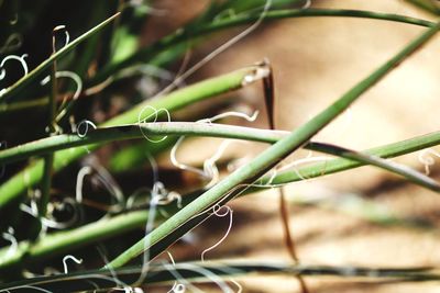 Close-up of plant growing on field