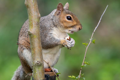 Portrait of an eastern gray squirrel sitting on a wooden post while eating a nut