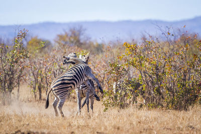 Zebras fighting on land