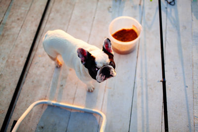 Portrait of french bulldog standing on boardwalk