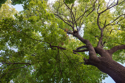 Low angle view of tree in forest