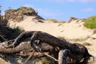 View of lizard on sand