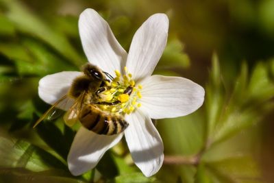 Close-up of bee pollinating on white flower