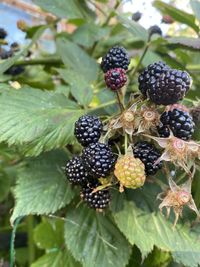 Close-up of blackberries growing on plant