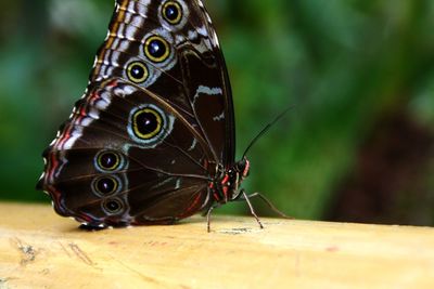 Close-up of butterfly perching outdoors