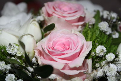 Close-up of pink roses