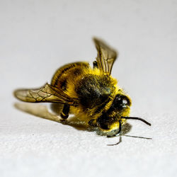 Close-up of insect on white surface