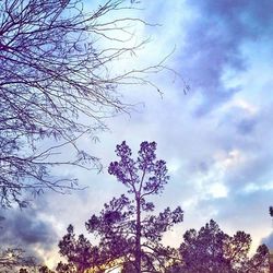 Low angle view of bare trees against cloudy sky