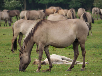 Wild horses in germany