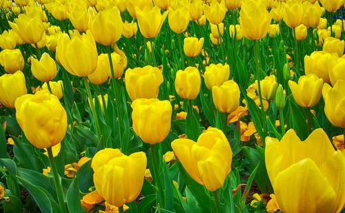 Close-up of yellow tulips blooming on field