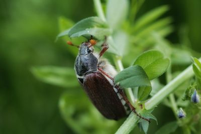 Close-up of insect on plant