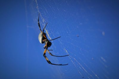 Close-up of spider on web against blue sky during sunny day