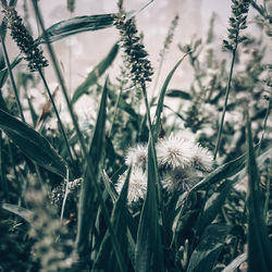 Close-up of dried plant on field