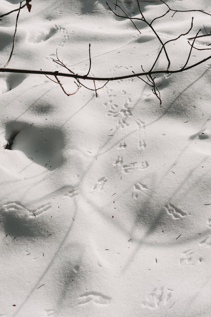 HIGH ANGLE VIEW OF SNOW COVERED TREES