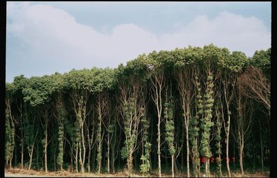 Panoramic view of trees against sky