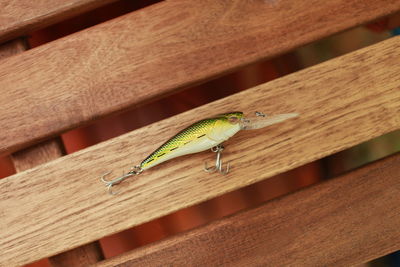 Close-up of butterfly on wooden plank