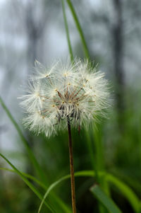 Close-up of dandelion