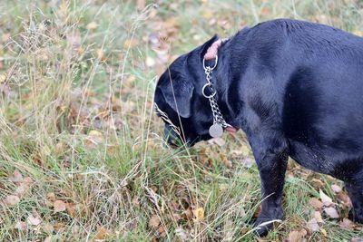 Side view of black dog on field