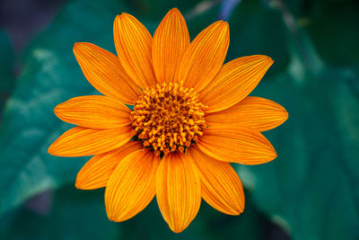 Close-up of orange flower